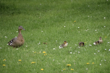 Moeder eend met pulletjes