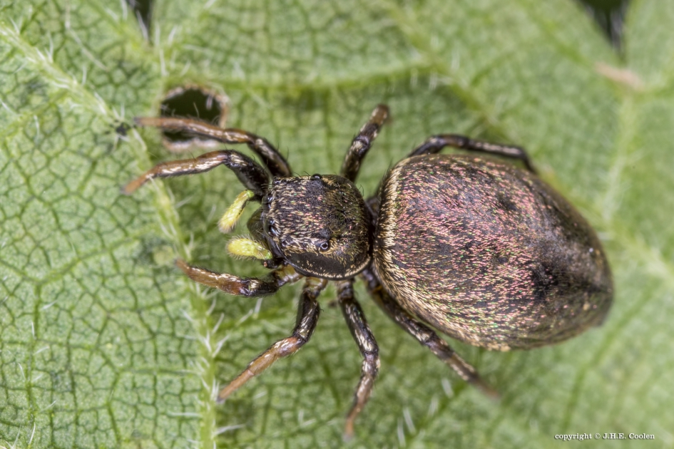 Moerasblinker - Geleedpotigen - Moerasblinker