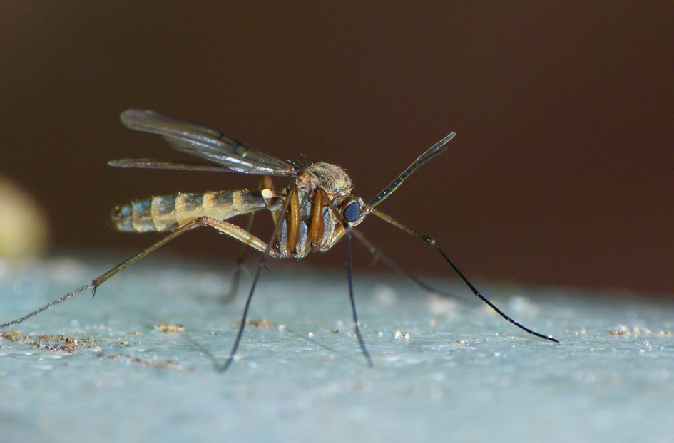 Mug - Geleedpotigen - 