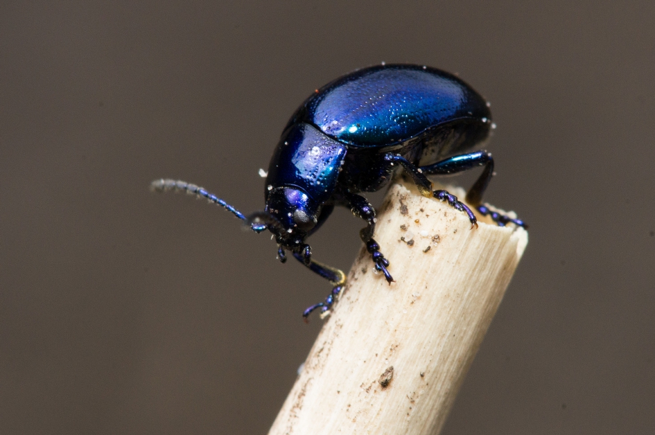 Munthaantje - Geleedpotigen - 