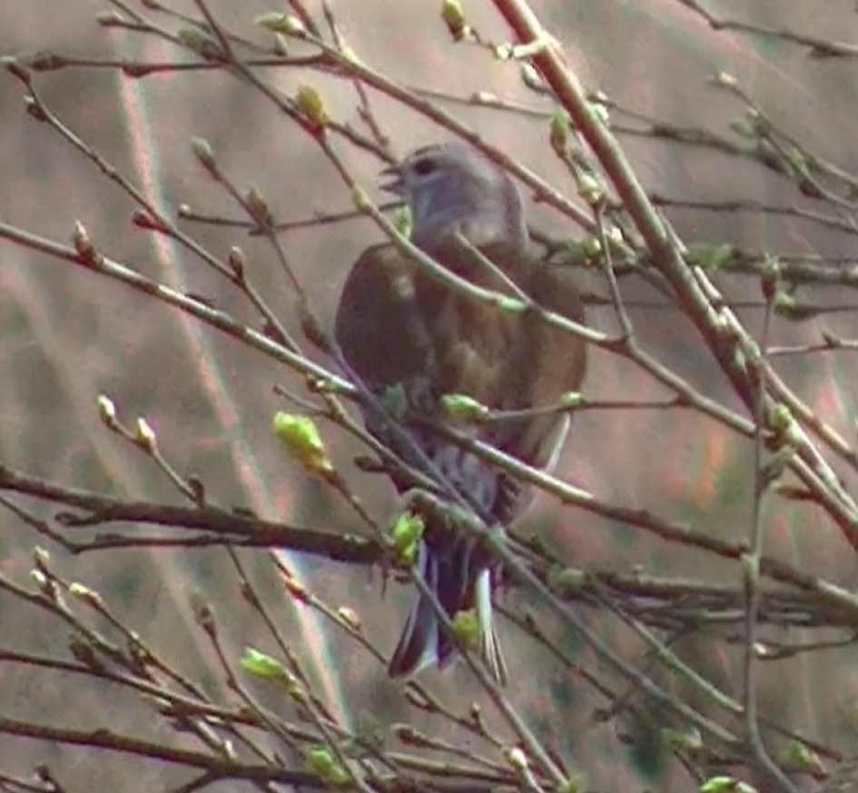 Fochtelooërveen 18-4-2018 - Vogels - Klauwier??