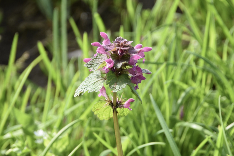 Dovenetel - Planten - 