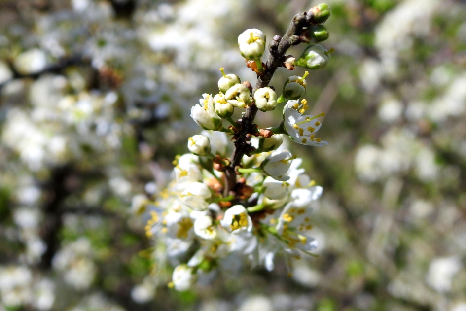 Naaktbloeier - Planten - Sleedoorn