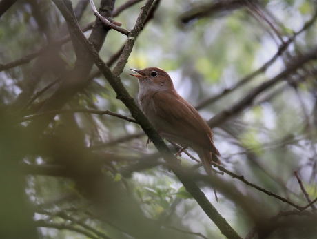 nachtegaal