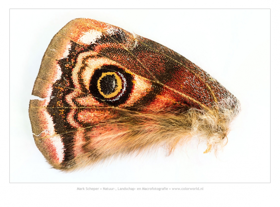 Nachtpauwoog vleugel - Geleedpotigen - Nachtpauwoog