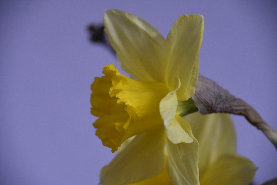 Narcis - Planten - 