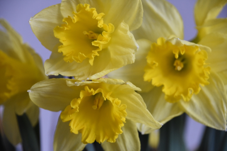 Narcissen - Planten - 