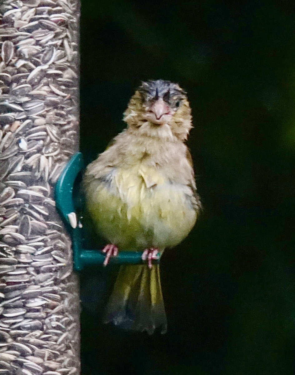 Nat donker en koud - Vogels - Groenling
