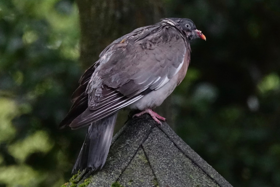 Nat donker en koud - Vogels - Houtduif