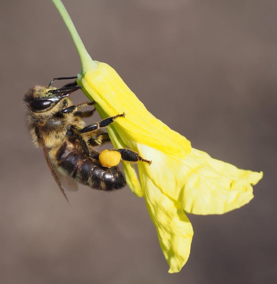 Nationale bijentelling - Geleedpotigen - Bij, maar welke?