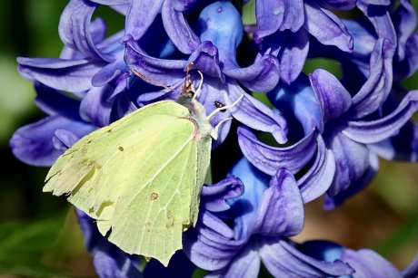 Nectar drinkende Citroenvlinder