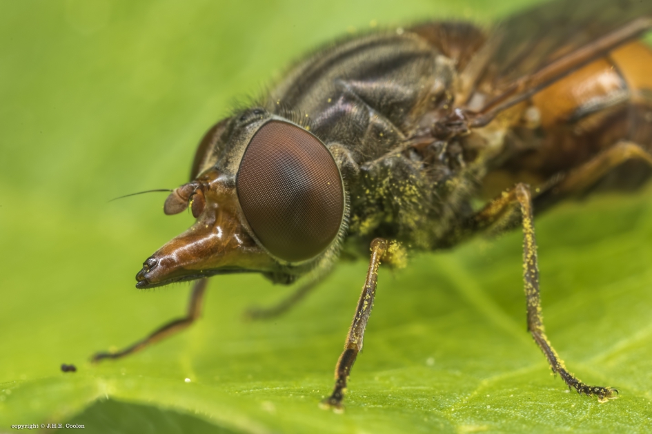 Neusvlieg - Geleedpotigen - Neusvlieg