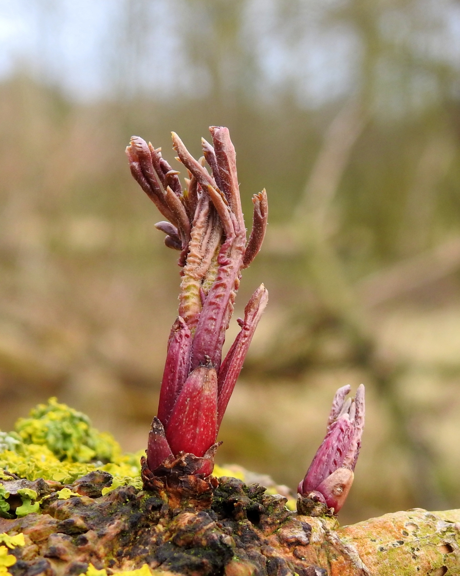 Nieuw leven - Planten - Gewone Vlier