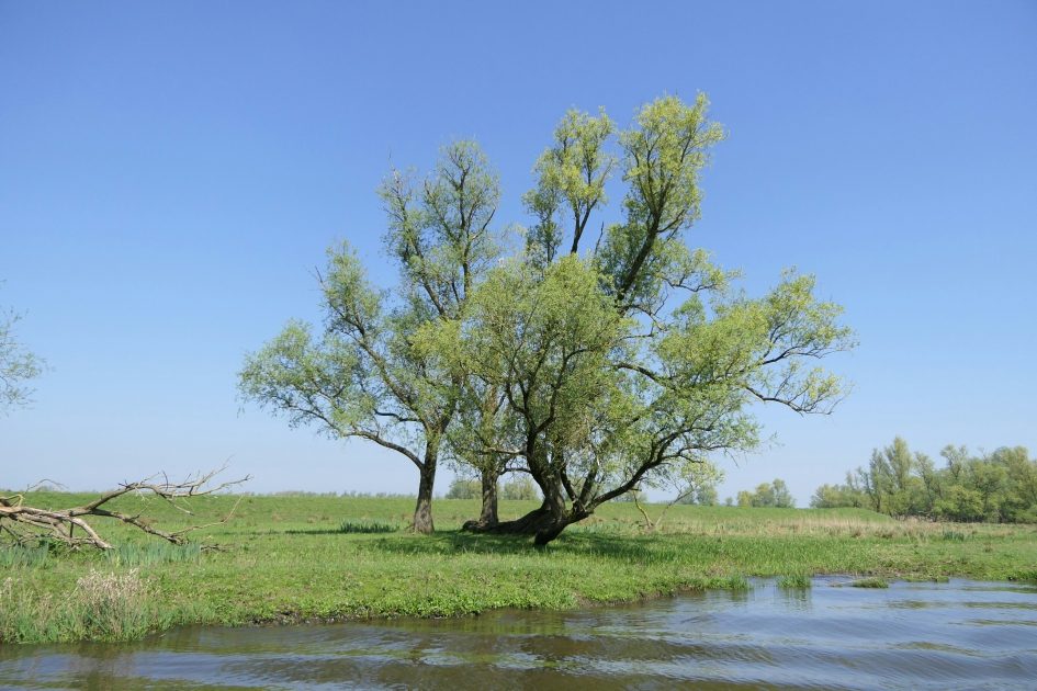 Nieuwe blaadjes - Weer en landschap - Boom (naam?)