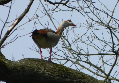 nijlgans in de boom