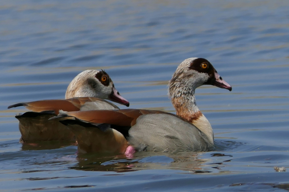 Nijlganzen - Vogels - Nijlgans