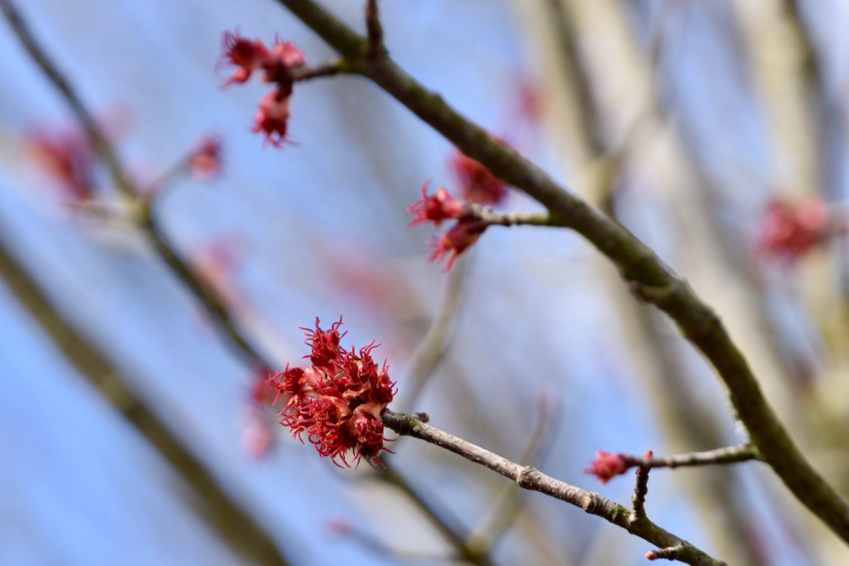 Noorse esdoorn... - Planten - 