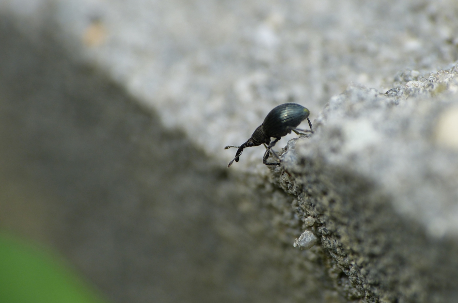 Oeps! - Geleedpotigen - Snuitkever