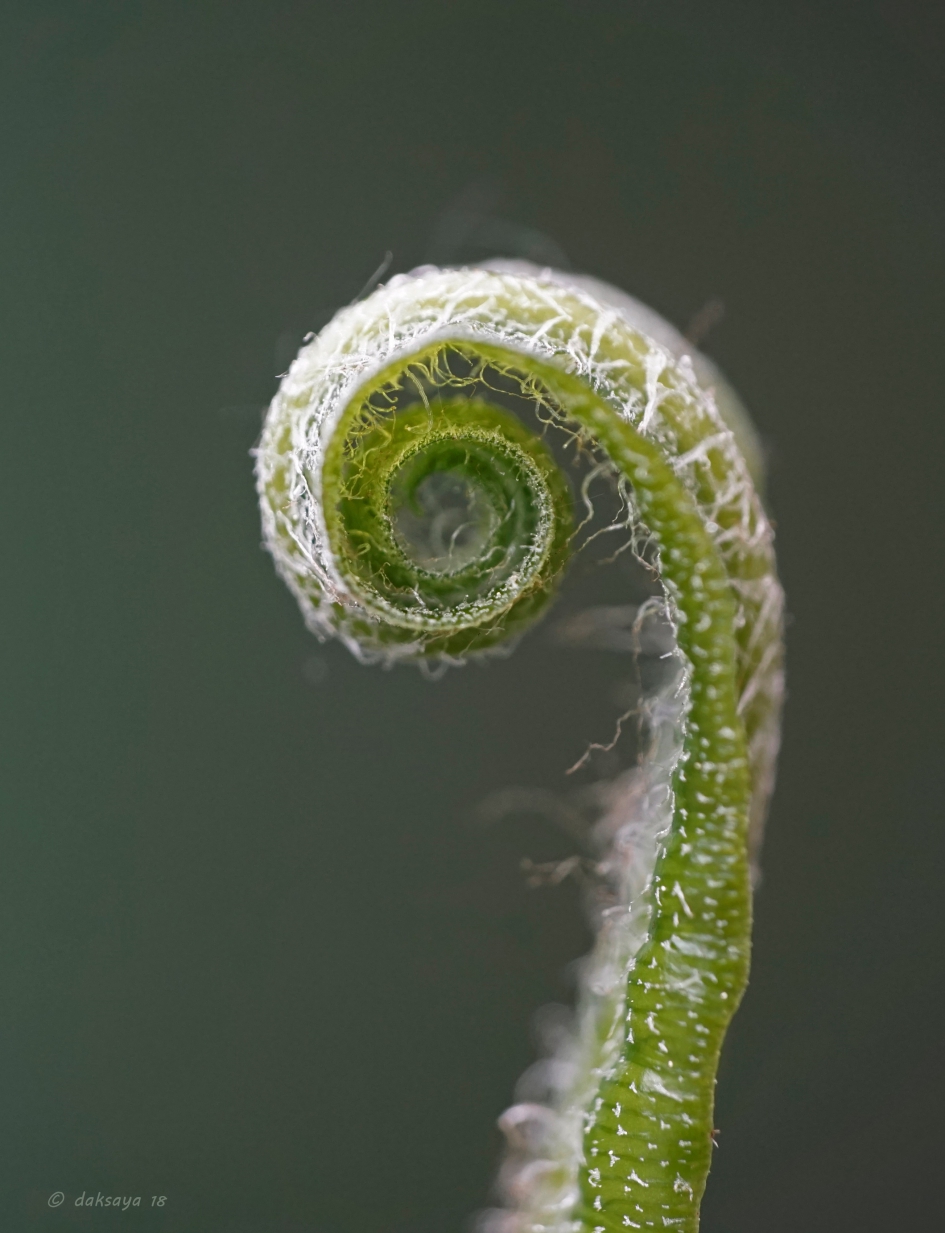 Ontkrullend varenblad - Planten - 