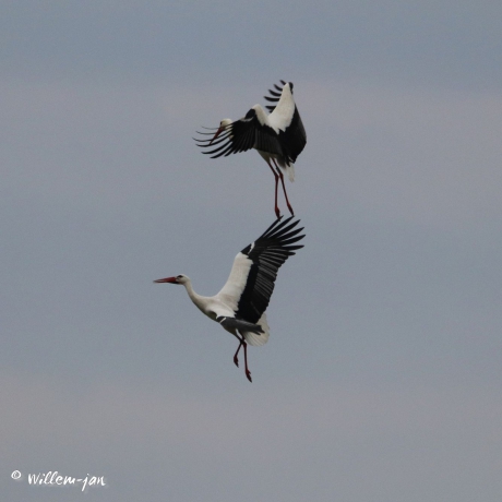 ooievaars-ballet in de lucht