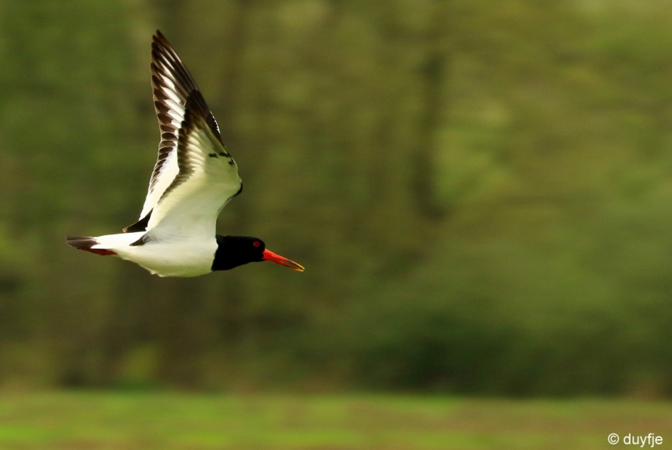 Op de vlucht - Vogels - Scholekster