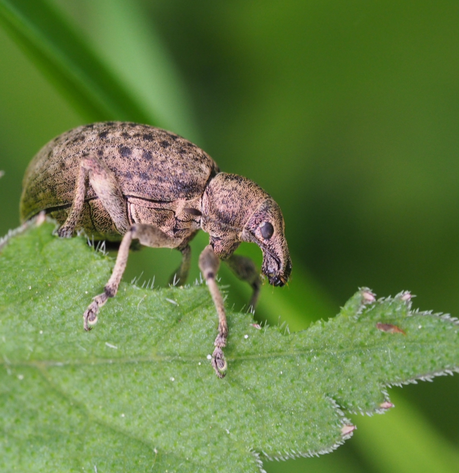 Op stap - Geleedpotigen - Snuitkever