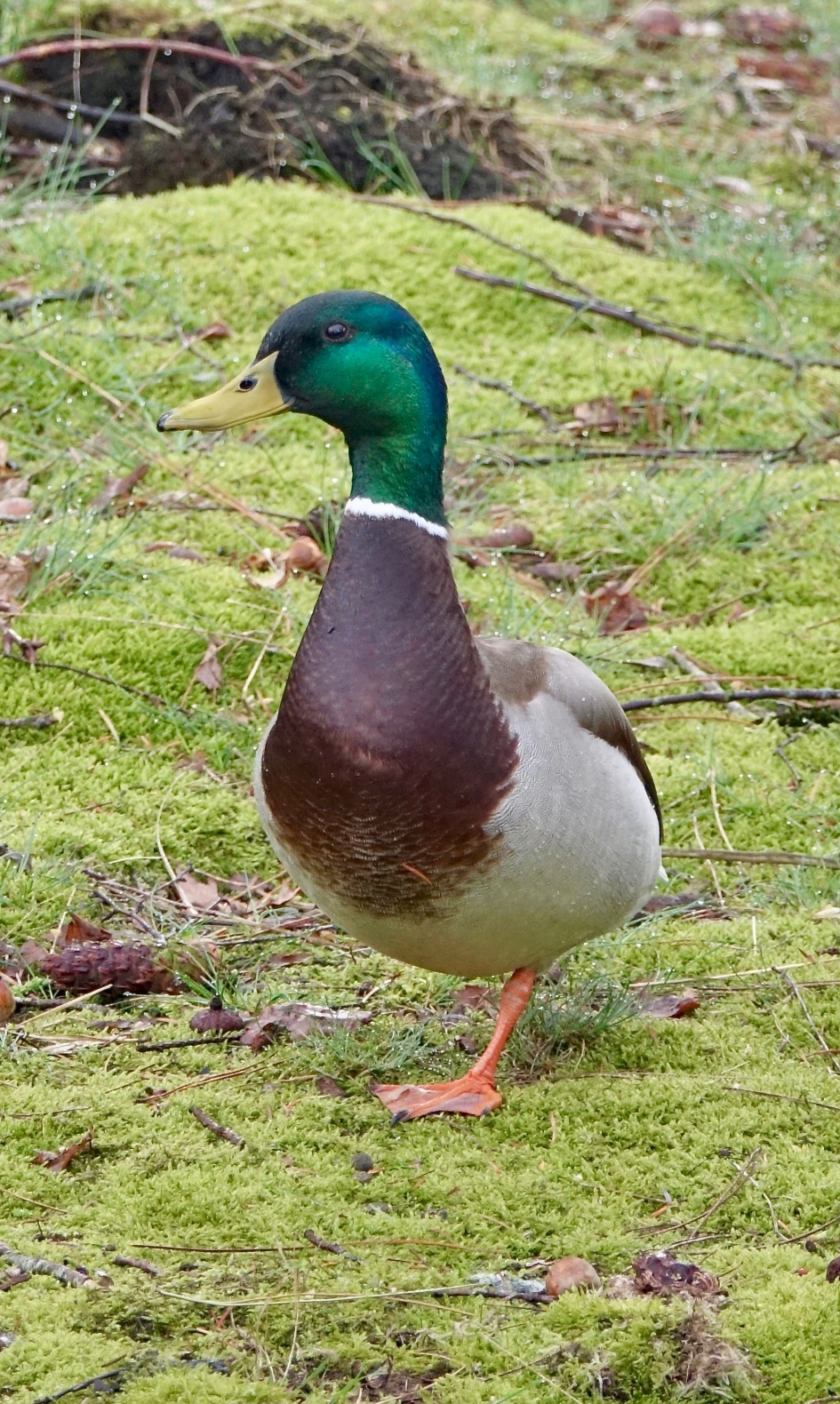 Op Wacht - Vogels - Wilde Eend