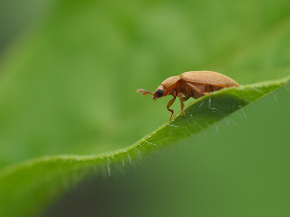 Op zoek naar lekkere hapjes - Geleedpotigen - 