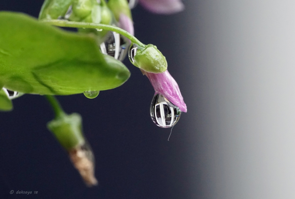 Opfrisser - Planten - 