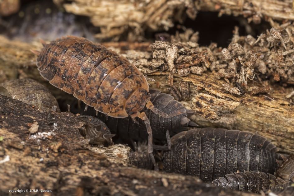 Opvallend - Geleedpotigen - Pissebed