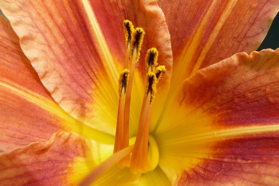 Oranje lelie - Planten - 