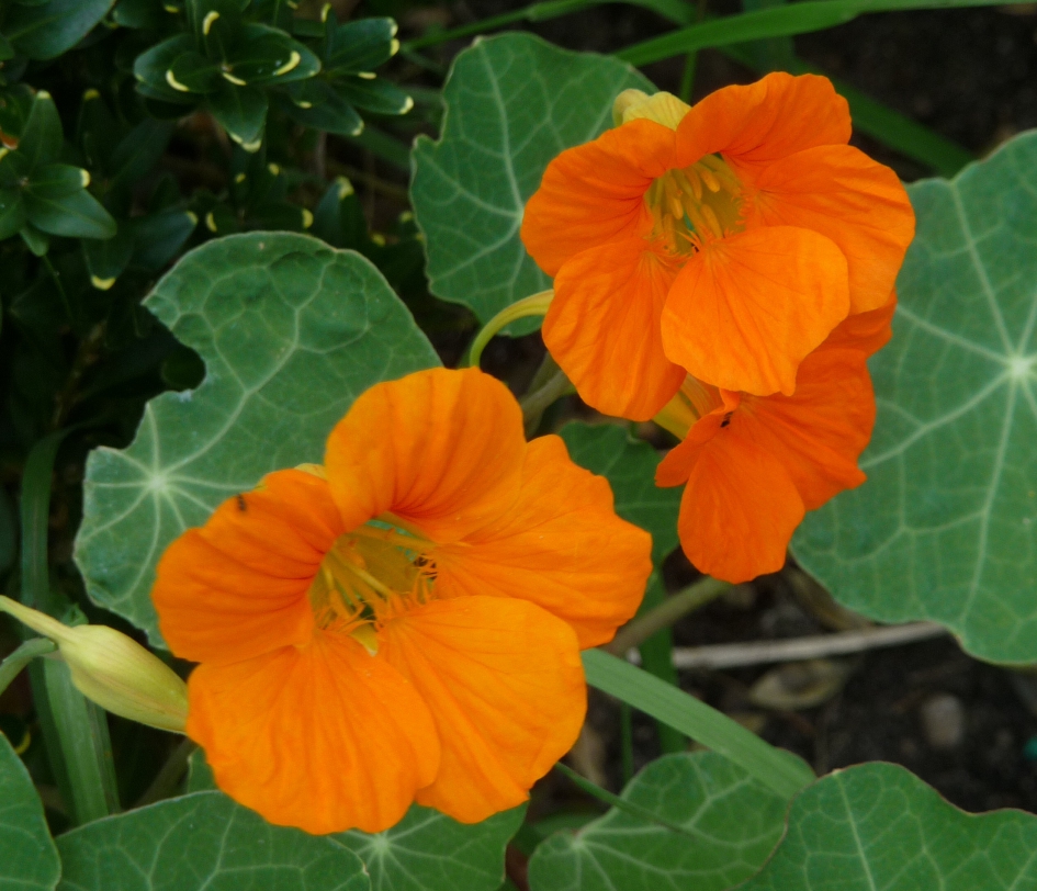 Oranje Oostindische kers - Planten - 