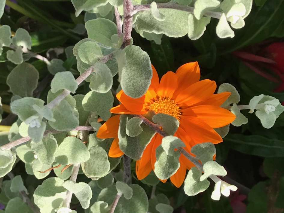 Oranje Koningsdag - Planten - 