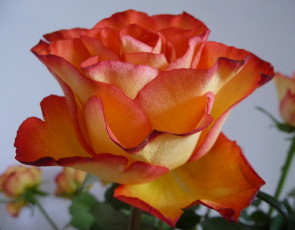 Oranje roos - Planten - 