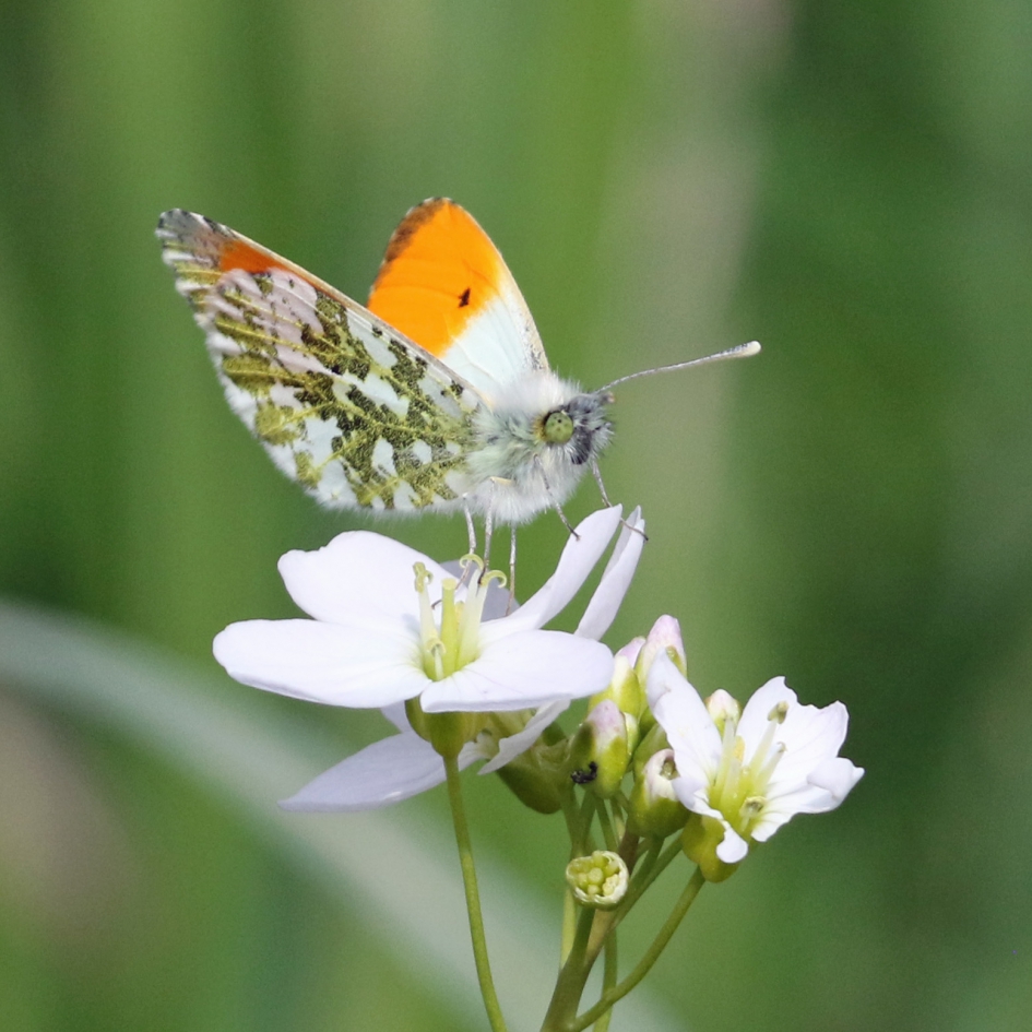 Oranjetipje (2) - Geleedpotigen - 