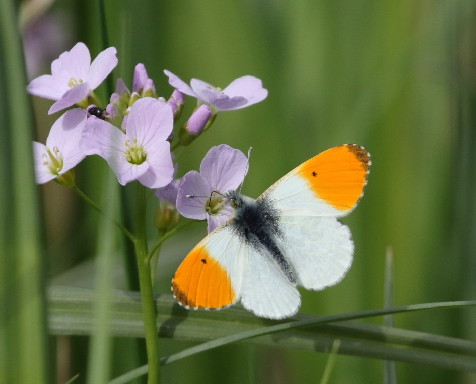 Oranjetipje - Geleedpotigen - 