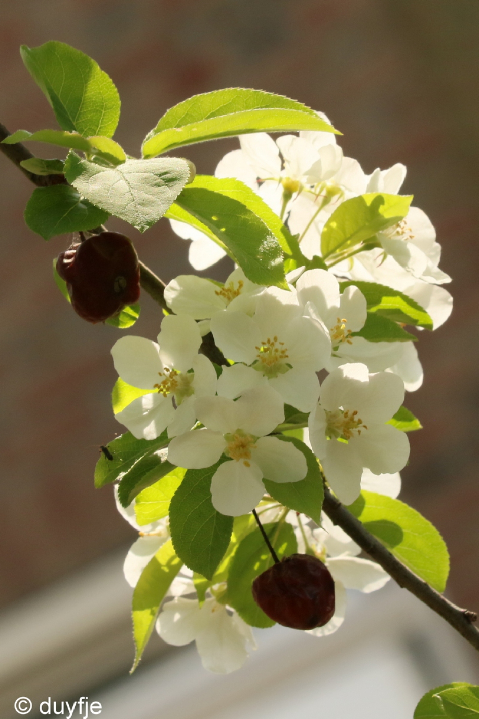 Oud en nieuw - Planten - Kersenbloesem