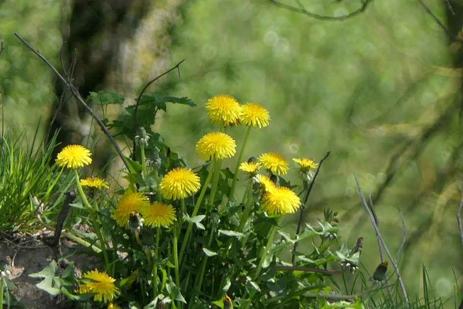 Paardenbloem - Planten - Paardenbloem