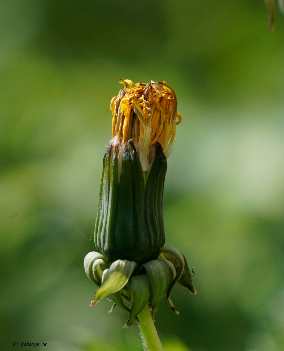 Paardenbloem - Planten - 