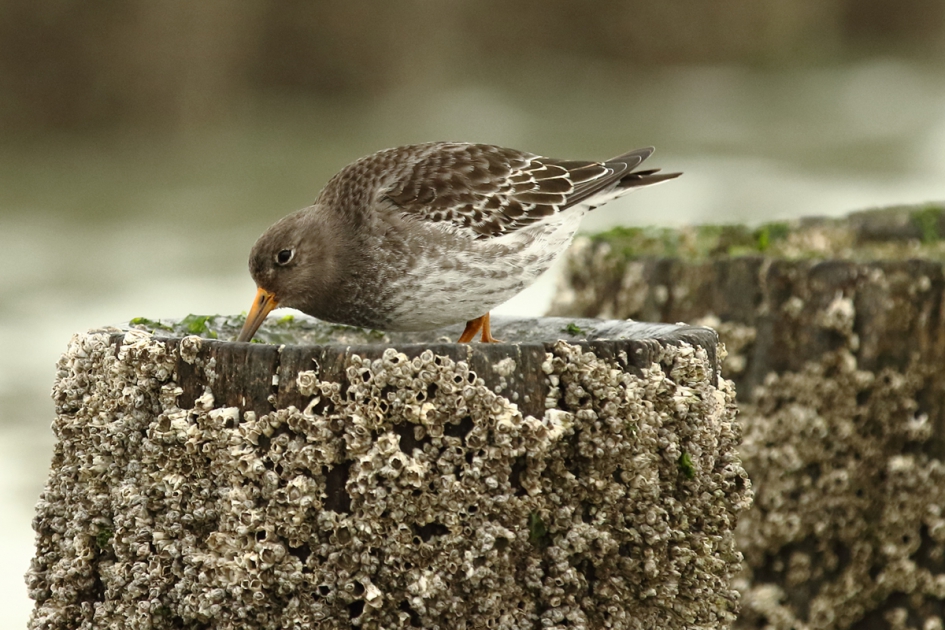 paarse strandloper - Vogels - 