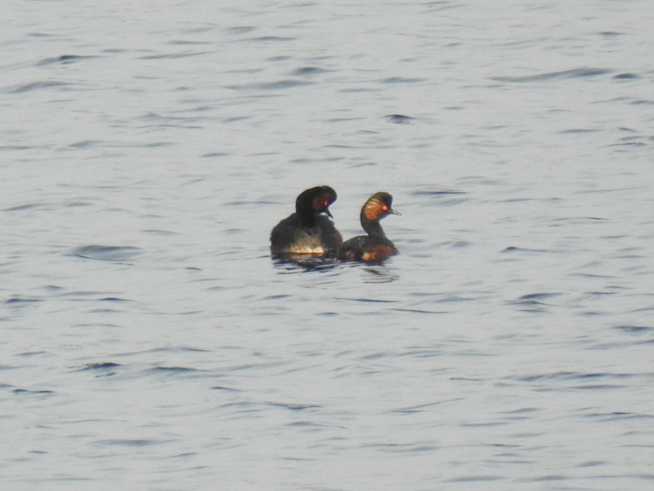 Paartje geoorde futen op grote afstand - Vogels - Geoorde fuut