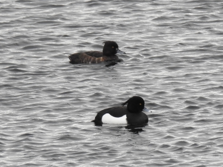 Paartje kuifeenden