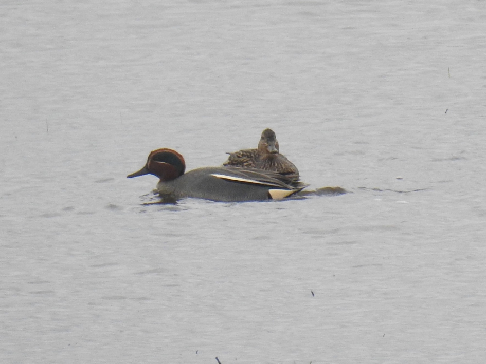 Paartje wintertalingen - Vogels - Wintertaling