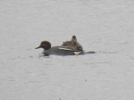 Paartje wintertalingen