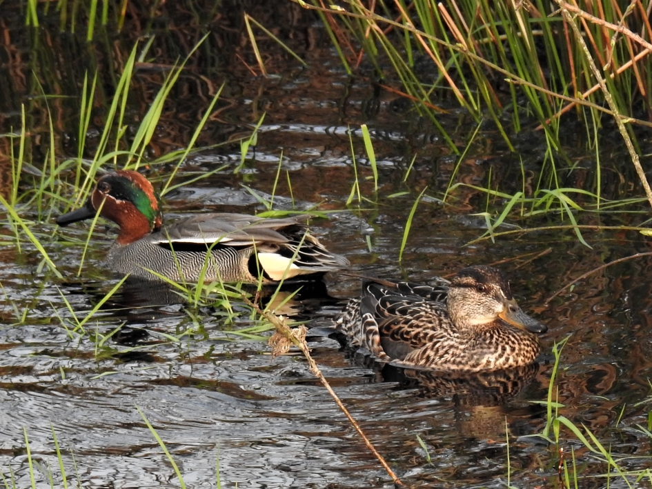 Paartje wintertalingen - Vogels - Wintertaling