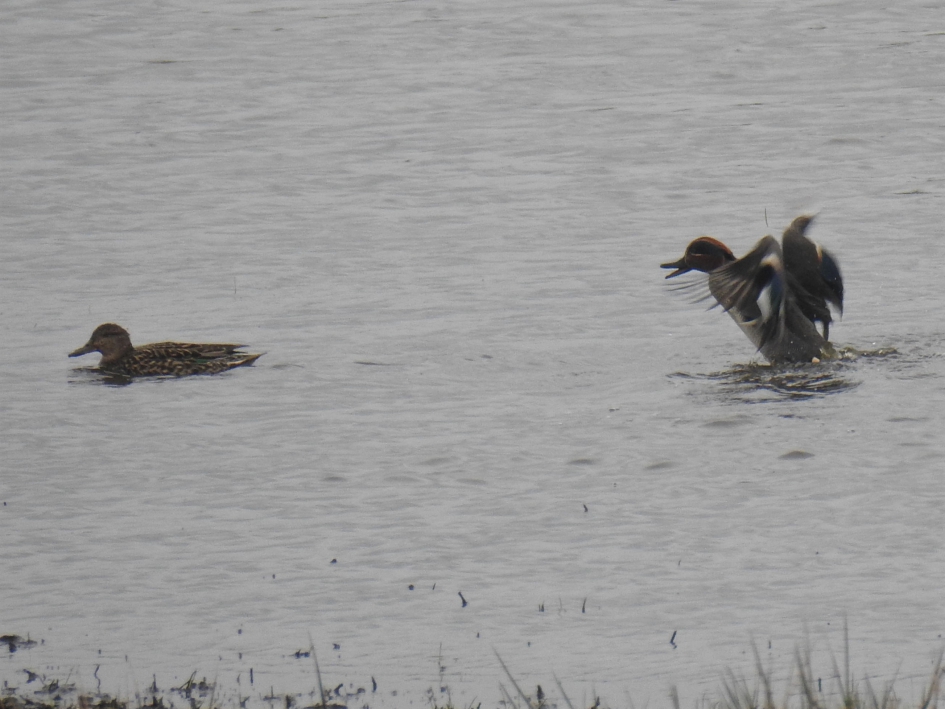 Paartje wintertalingen - Vogels - Wintertaling