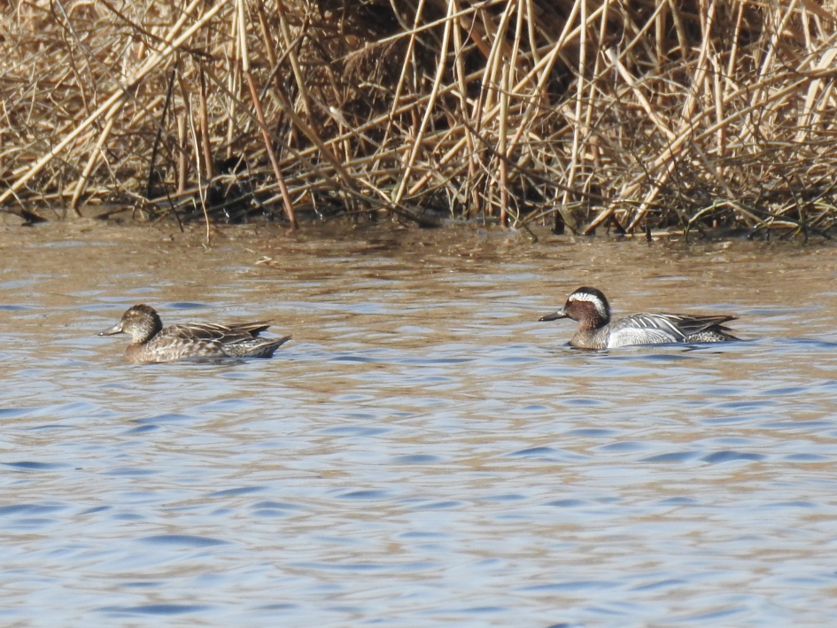 Paartje zomertalingen - Vogels - Zomertaling