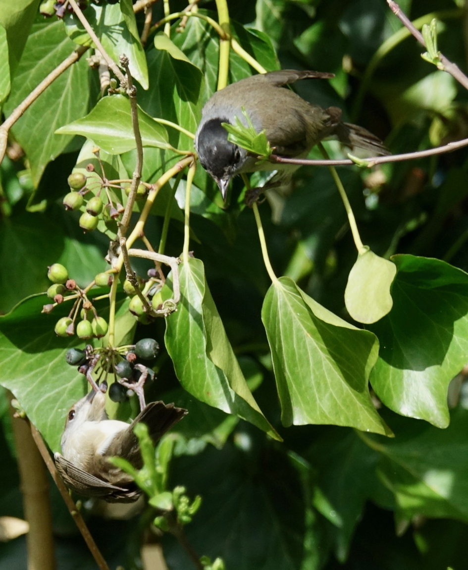 Paartje Zwartkop - Vogels - Zwartkop