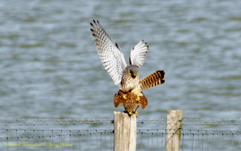 parende Torenvalken - Vogels - Torenvalken
