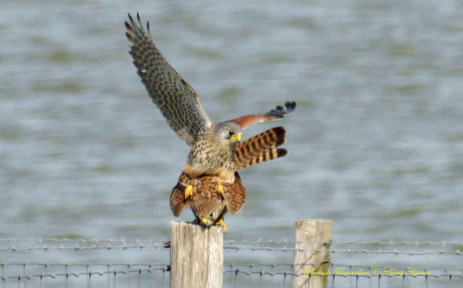 parende Torenvalken - Vogels - Torenvalken